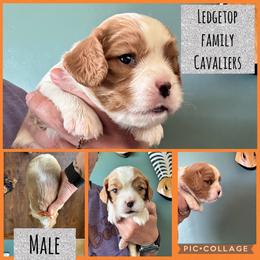 Orange - Blenheim male Cavalier King Charles Spaniel puppy in Greenleaf, Wisconsin from Ledgetop Family Cavaliers