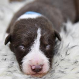 Boy 1 - White and red male Border Collie puppy in Shelbyville, Tennessee from C Horns Ranch Border Collies