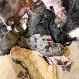 Boy 2 - Merle male Bernedoodle puppy in Midland, Michigan from Northern Charm Farm