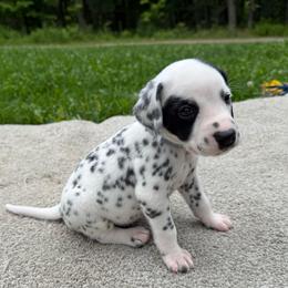 Panda - White and black male Dalmatian puppy in Newfoundland, Pennsylvania from Poconopaws