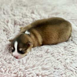 Pomeranians, Pomskies, and Toy Australian Shepherds from Blessed Little Paws