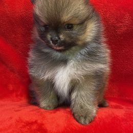 Pomeranian Puppies from Harmony Pomeranians