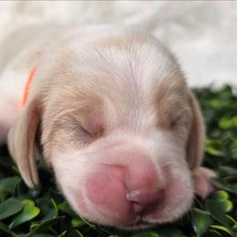 Orange collar girl - Lemon and white female Beagle puppy in Spring Branch, Texas from Lost Trail Kennels