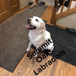 Luna - Labrador Retriever
