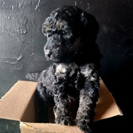 Dimond in the Ruff - Brindle female Poodle puppy in Pinedale, Wyoming from Courey's Poodles