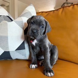 PEACH - Gray female Cane Corso puppy in Plymouth, California from The Dorado Ranch