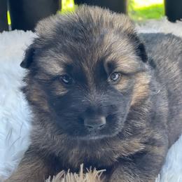 Jazz - Sable male German Shepherd puppy in Oakland, Oregon from VHM German Shepherds