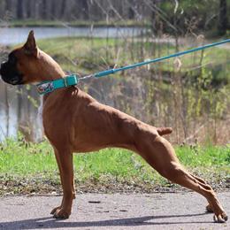 Vanti - Boxer