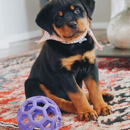 Rottweiler Puppies from Amy Osborne