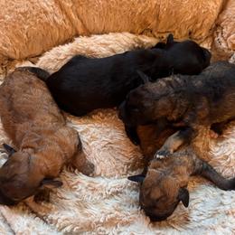 Schnoodle puppies from Spice Mountain Puppies