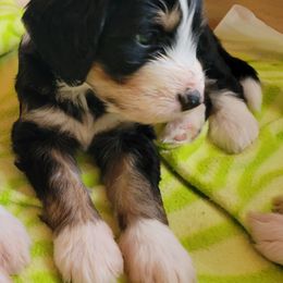 Bernedoodle Puppies from Beloved Bernedoodles of North Dakota