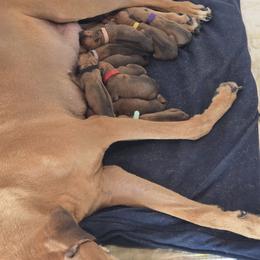 Red collar - Rd whtn blk nose female Rhodesian Ridgeback puppy in Ocala, Florida from Avanti Ridgebacks