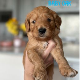 OAK - Apricot male Goldendoodle puppy in Independence, Oregon from Ankeny Doodles