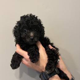 Freida - Black female Cavapoo puppy in Fayetteville, North Carolina from Carolina Cavapoos