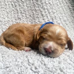 Cockapoos from Peach State Cockapoos