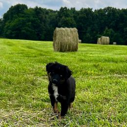 Ember - Black tri female Miniature American Shepherd puppy in Ava, Missouri from Blue Blood Mini Aussies