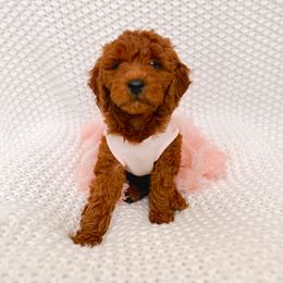 Goldendoodle Puppies from Poshpaw Goldendoodles