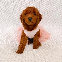 Goldendoodle Puppies from Poshpaw Goldendoodles