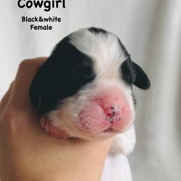 Cowgirl - Black and white female English Springer Spaniel puppy in Casa Grande, Arizona from The Spaniel Garden