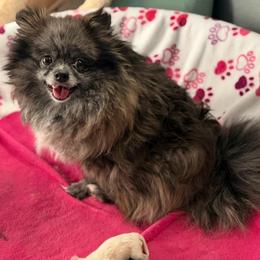 Pepper - Pomeranian