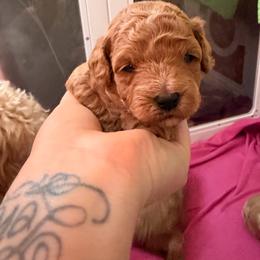 Charlie - Red  male Poodle puppy in Bremerton, Washington from Lincoln Luxe Poodles