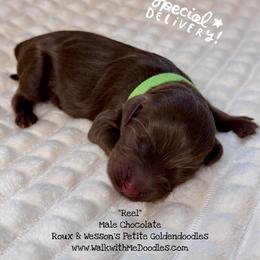 Reel - Chocolate male Goldendoodle puppy in Orange, Texas from Walk with Me Doodles