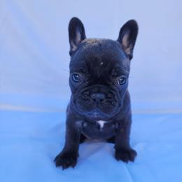 Josie (Girl 3) - Black female French Bulldog puppy in Neosho, Missouri from Norris Frenchies