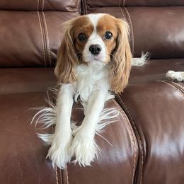 Sugar - Cavalier King Charles Spaniel