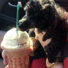 Poodle Puppies from Segraves Poodles