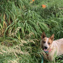 Australian Cattle Dog Puppies from SB Heelers Cattle Dogs and Performance Horses