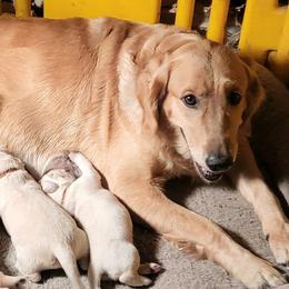 Crewena - Golden Retriever