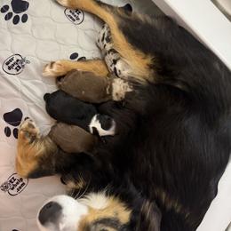 Boy 1 - Red merle male Toy Australian Shepherd puppy in Bogata, Texas from Maple Creek Run