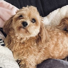 Ruth - Havanese