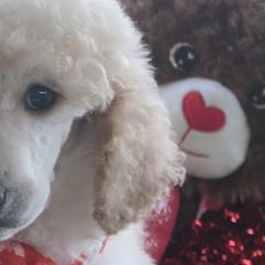 Poodles from Sherri Perry NCMG