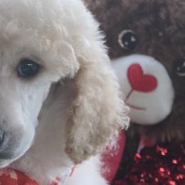 Poodles from Sherri Perry NCMG