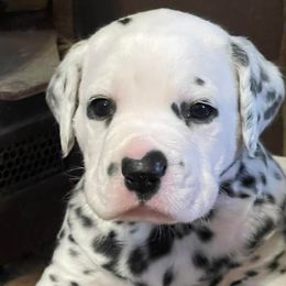 Boston Terriers and Dalmatians from Henderson's Boston Terriers & Dalmatians
