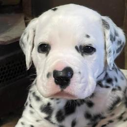 Boston Terriers and Dalmatians from Henderson's Boston Terriers & Dalmatians