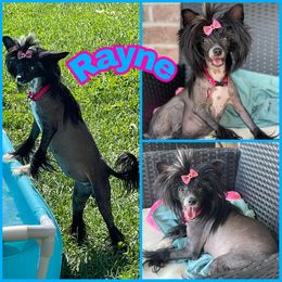 Rayne - Chinese Crested