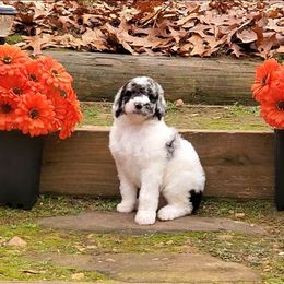 Blanche - Merle female Bernedoodle puppy in Ball Ground, Georgia from Foothills Family Doodles