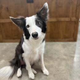 Lanie - Border Collie