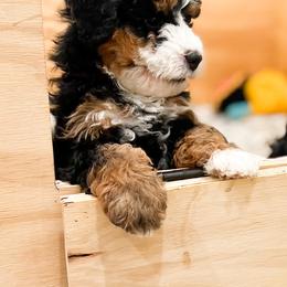 Bernedoodle, Goldendoodle, and Poodle Puppies from Teddy Doodles & Standard Poodles