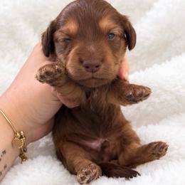 Brownie - Sable male Dachshund puppy in Maidsville, West Virginia from L&B Lowriders