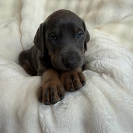 Doberman Pinscher Puppies from Haus of Hound