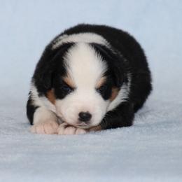 Dallas - Black tri female Miniature Australian Shepherd puppy in Circleville, Utah from Canyon Creek Aussies