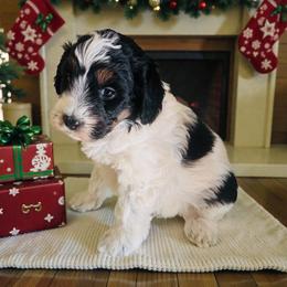 Vixon - Tri-color female Bernedoodle puppy in Saint Francis, Kansas from Land of Oz Doodles
