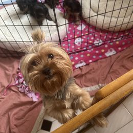Georgie - Yorkshire Terrier