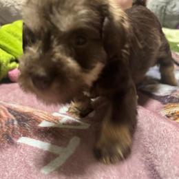 Richie (white collar) - Liver male Miniature Schnauzer puppy in Chicago, Illinois from Cuddly Cutts Pets