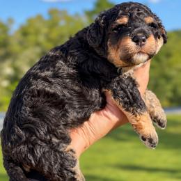 Uma - Tri-color female Bernedoodle puppy in Lecanto, Florida from Lecanto Puppy
