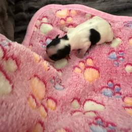 Morning Surprise - Black tan and white female Biewer Terrier puppy in Lebanon, Oregon from SD99Biewers