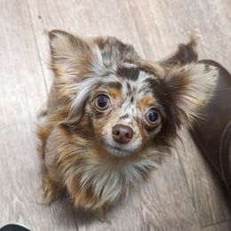 Esther Maude  - Chihuahua